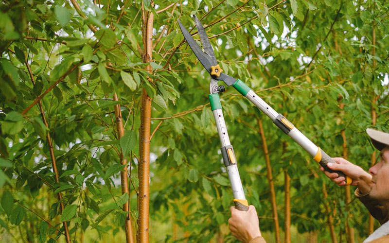Tree trimming in Camp Verde, AZ